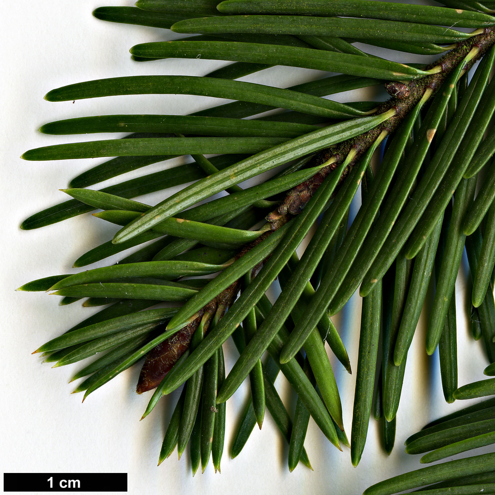 High resolution image: Family: Pinaceae - Genus: Pseudotsuga - Taxon: menziesii - SpeciesSub: var. glauca